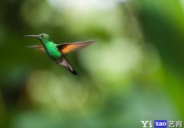 hummingbird-2139278_640